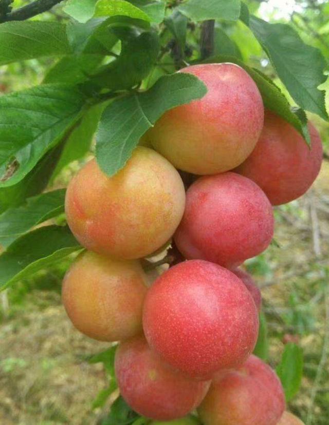 Plums