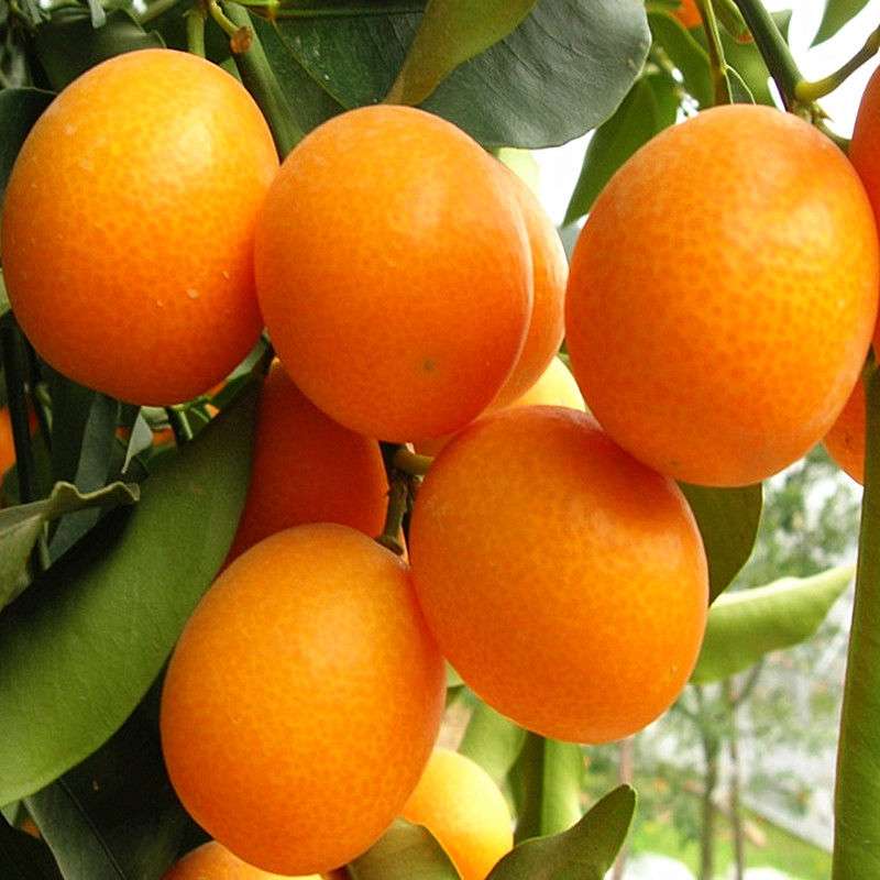 Kumquat